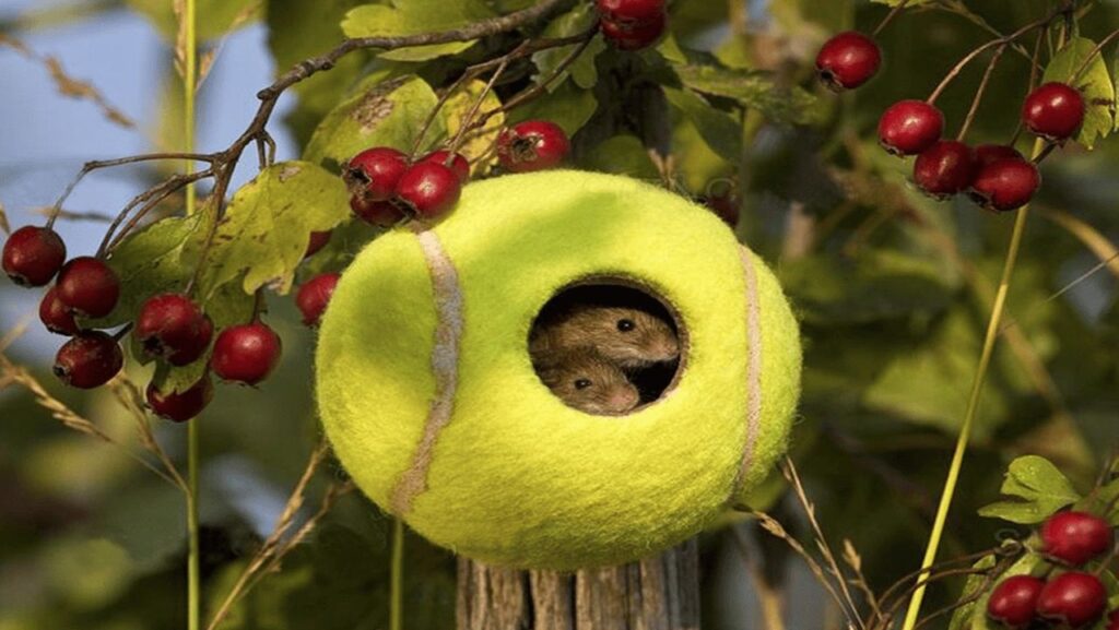 Topolini nella pallina