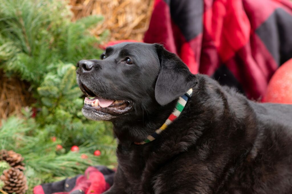 Un labrador nero