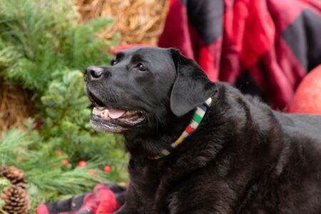 Un labrador nero