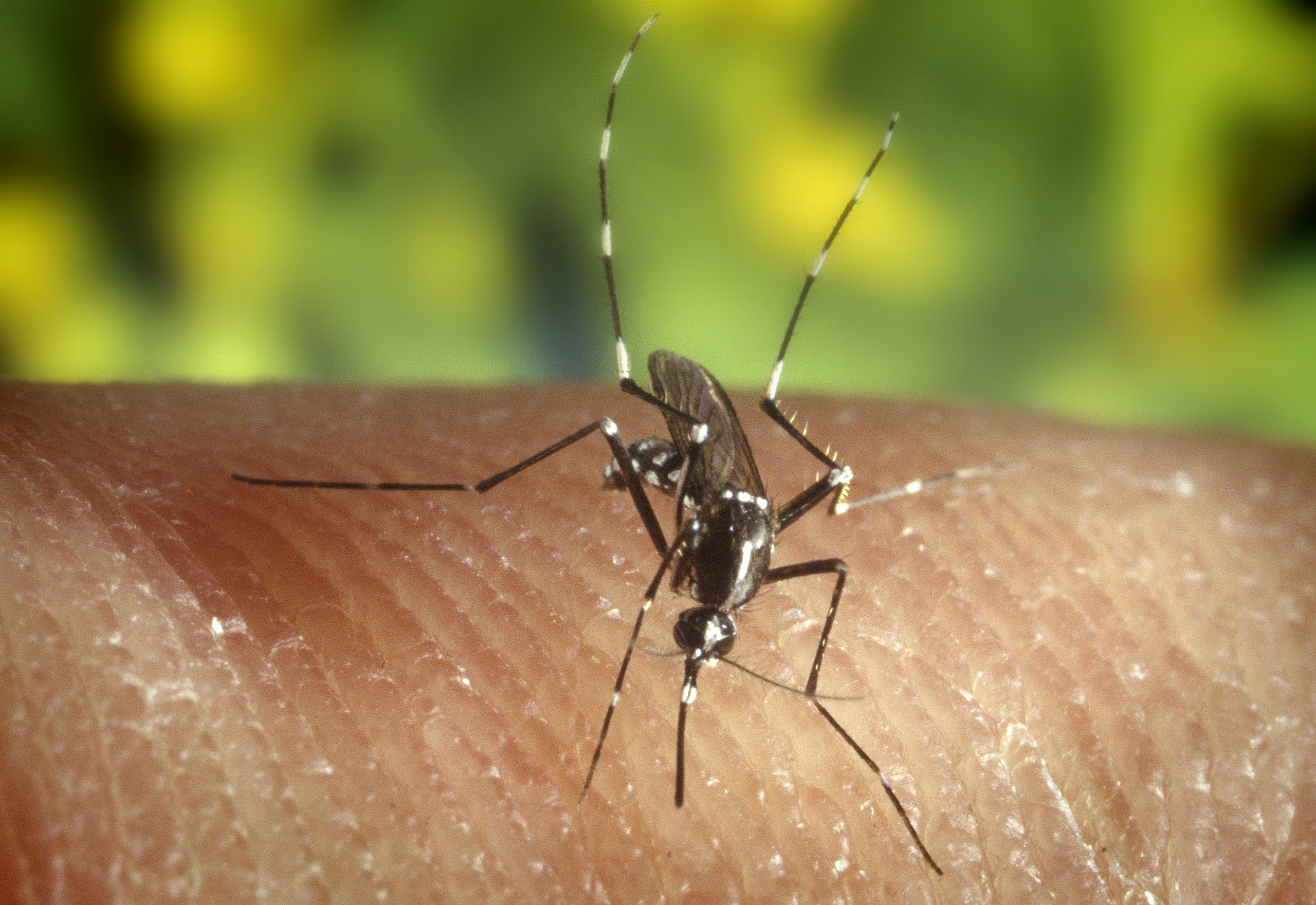 Chikungunya, il virus che piega il corpo come una marionetta fa paura all’Europa