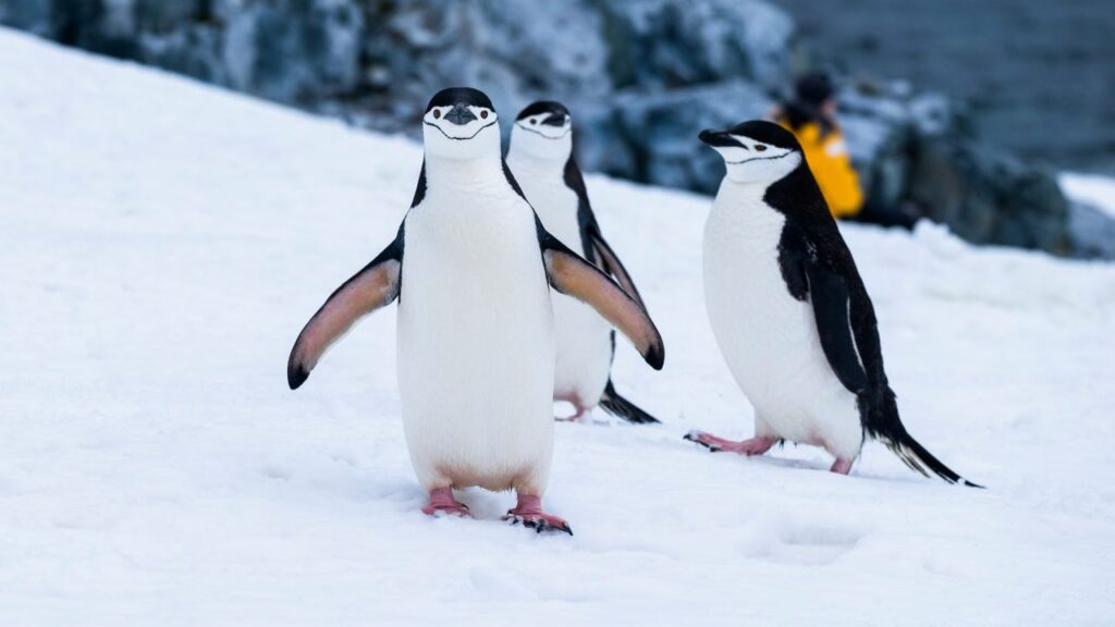 pinguini imperatori