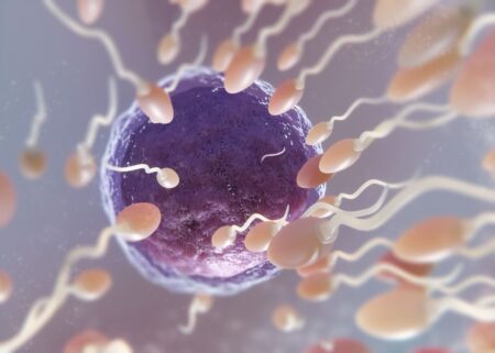 spermatozoi su cellula uovo