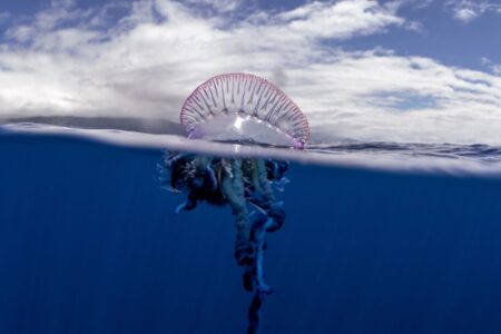 Le punture più dolorose al mondo: alcune sono così intense da sembrare una tortura Caravella portoghese in mare