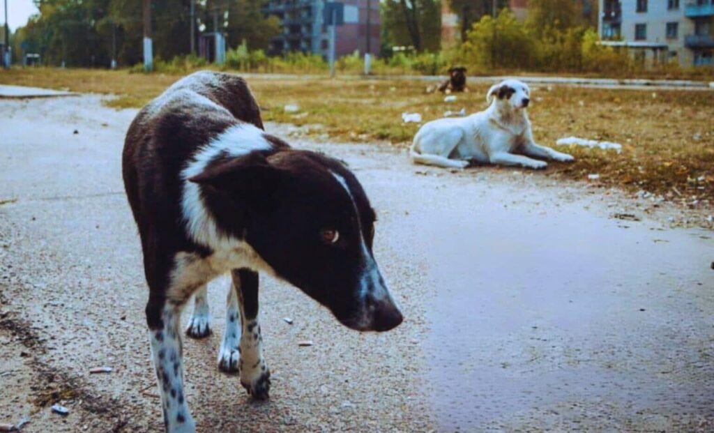 Due cani di Chernobyl