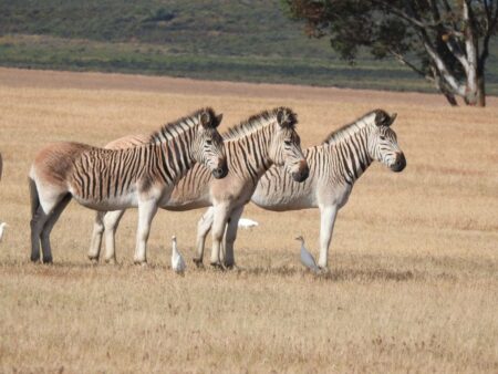 I nuovi quagga