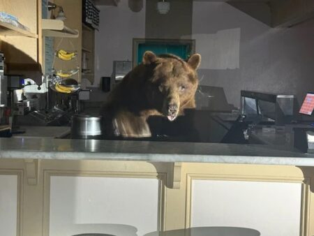 L'orso Fuzzy