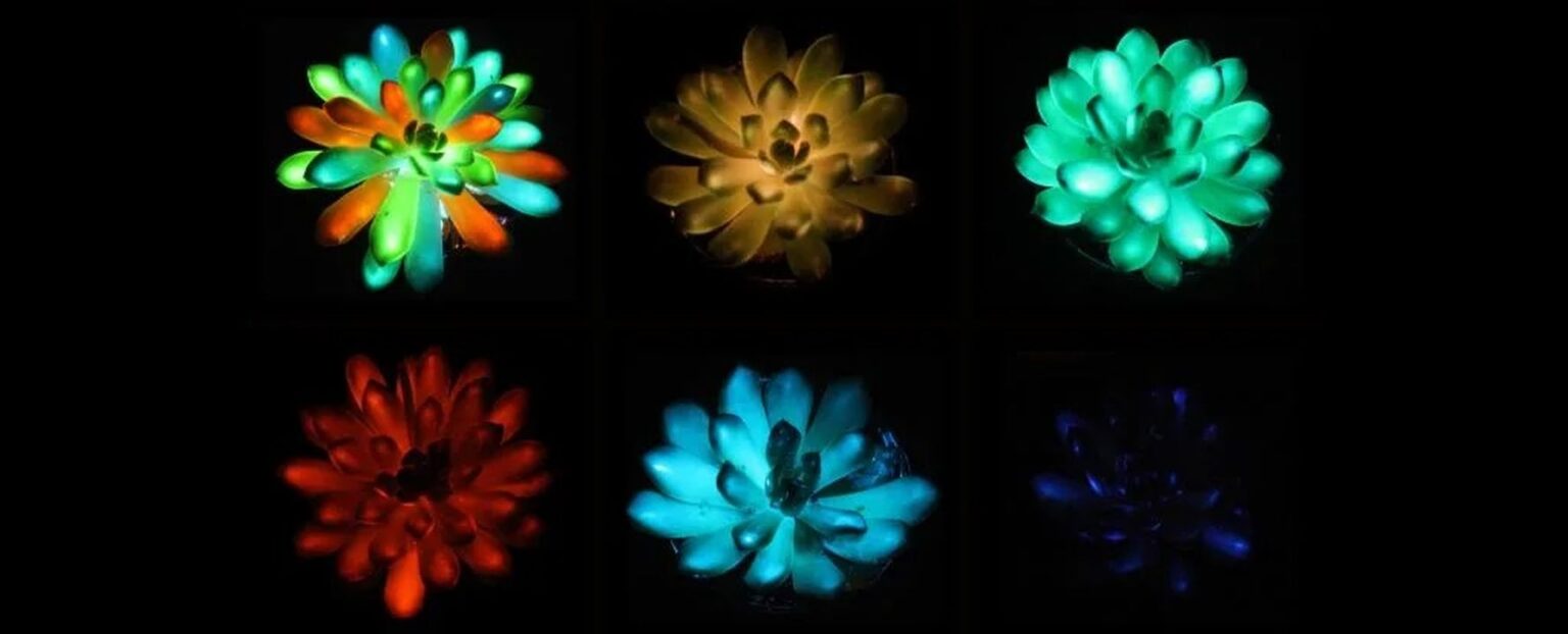 Succulente luminose