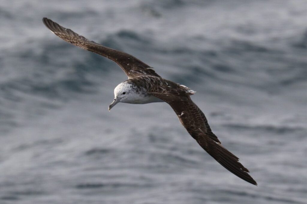 Un esemplare di Calonectris leucomelas in volo