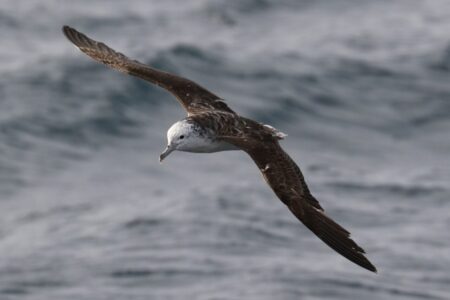 Un esemplare di Calonectris leucomelas in volo