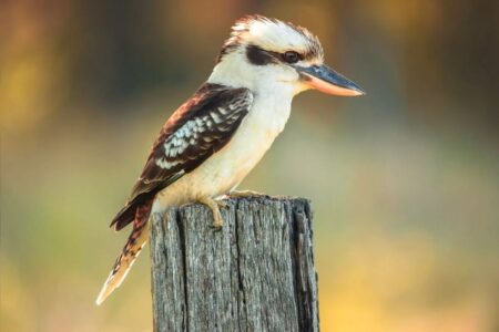 Un kookaburra