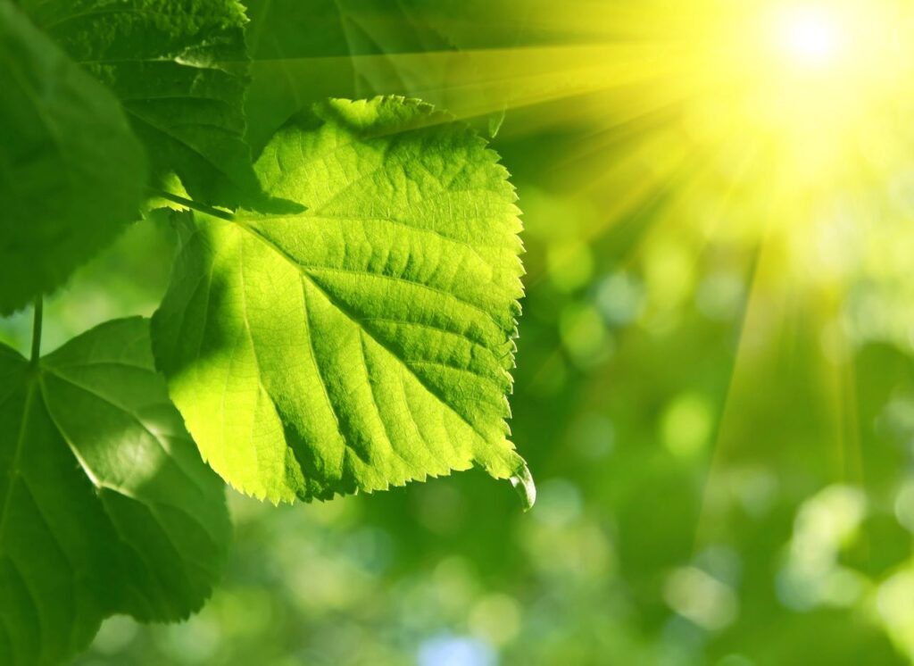 foglia sotto la luce del Sole