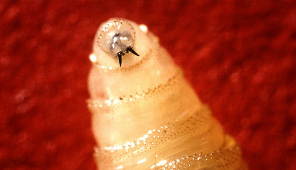 larva mangia carne