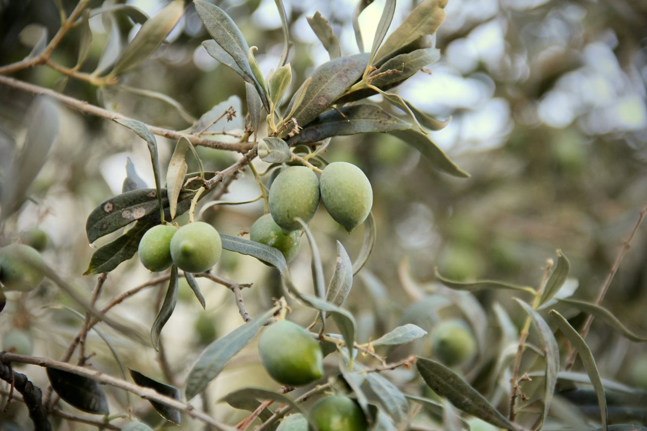 olive su albero