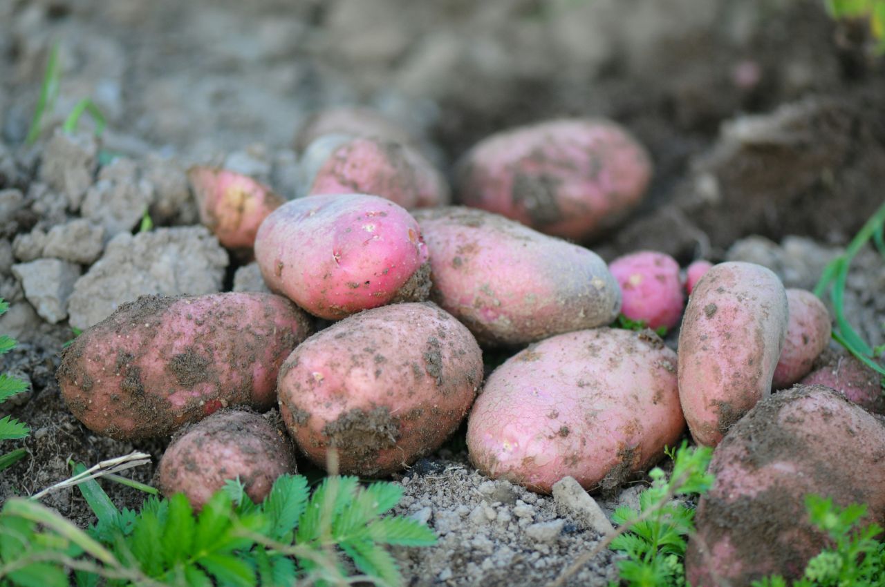 patate