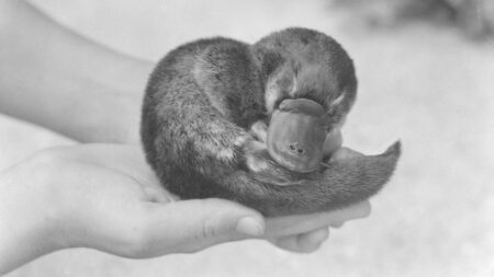 Un cucciolo di ornitorinco