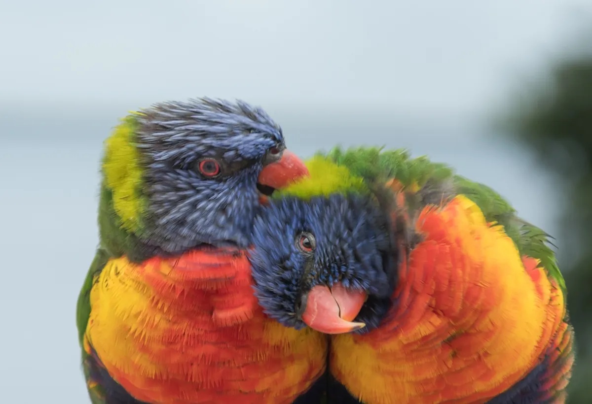 rainbow lorikeets