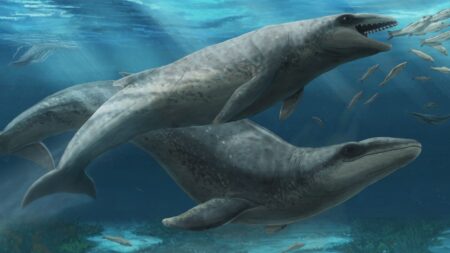 riproduzione nuova balena fossile