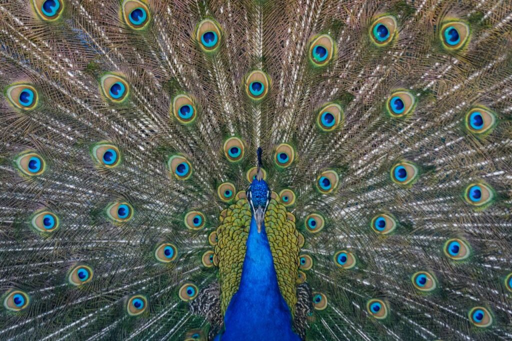 splendida immagine del pavone