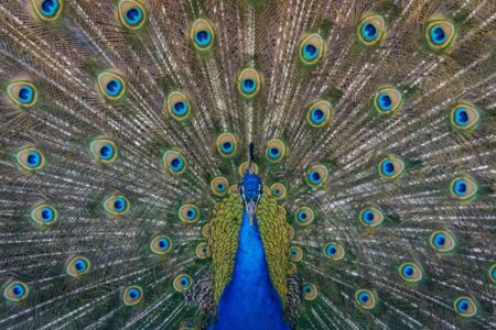 splendida immagine del pavone