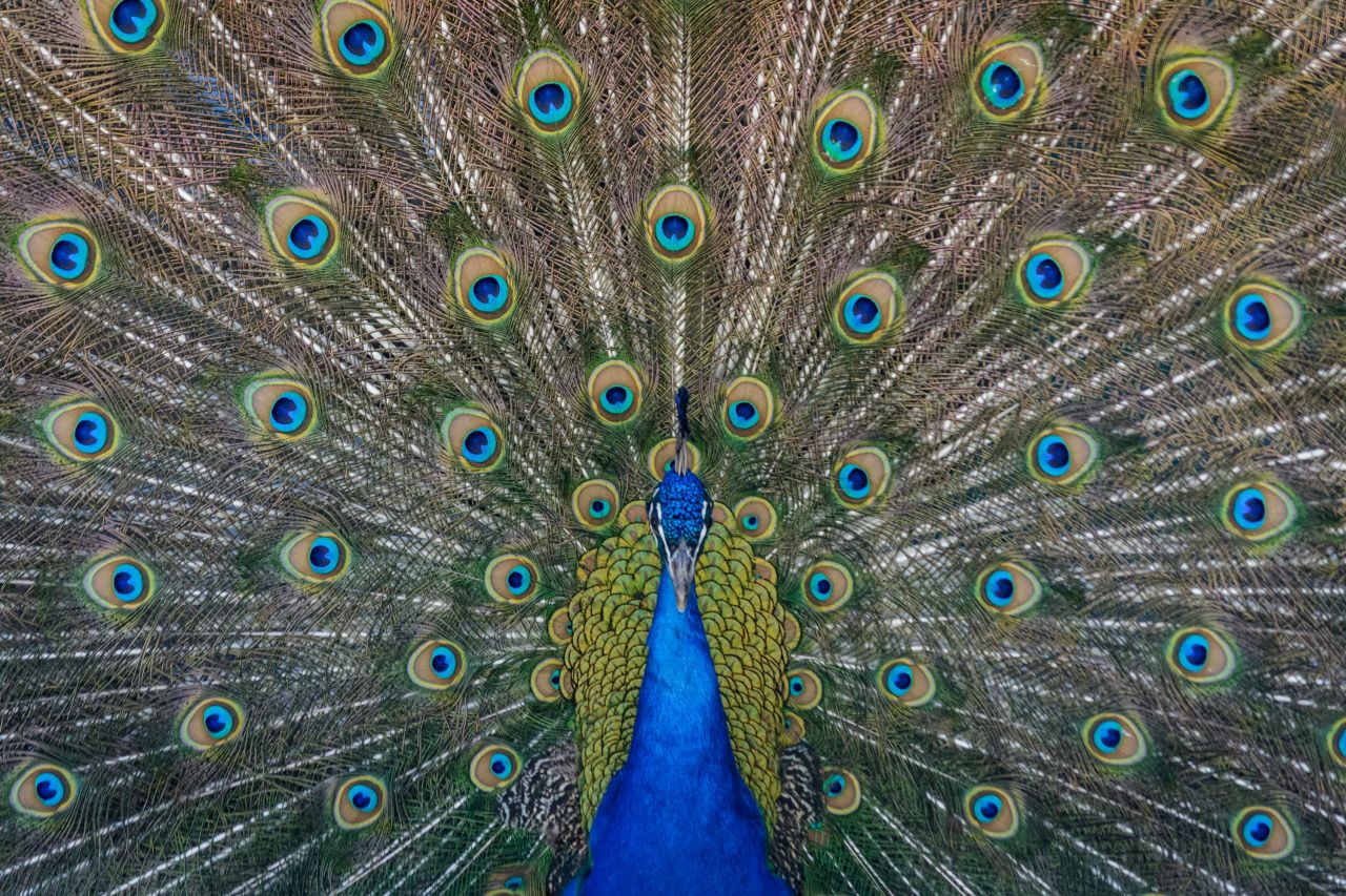 Sembrano piume da sfilata, ma sono laser: i pavoni sono le creature più fantascientifiche della natura Sembrano piume da sfilata, ma sono laser: i pavoni sono le creature più fantascientifiche della natura