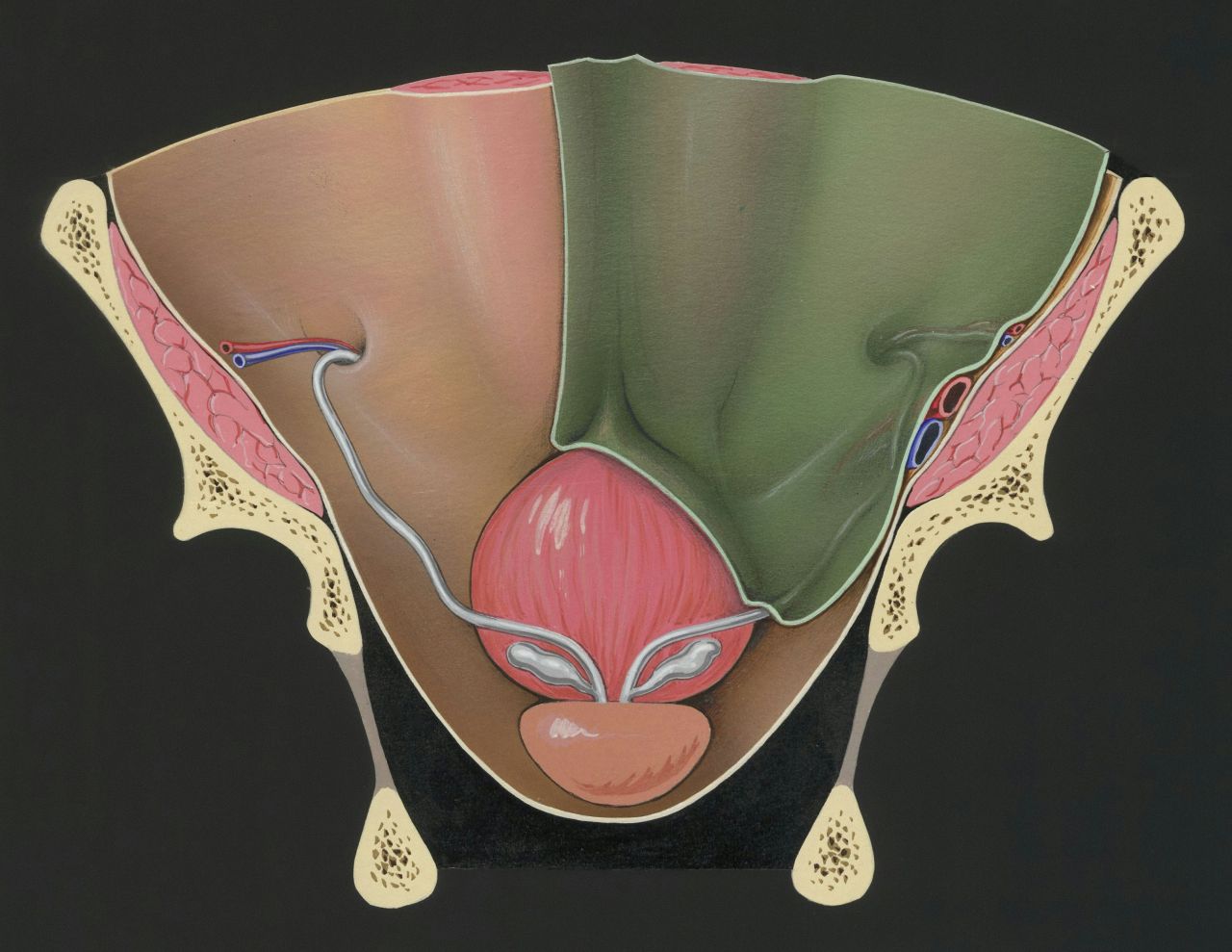 tavola anatomica prostata