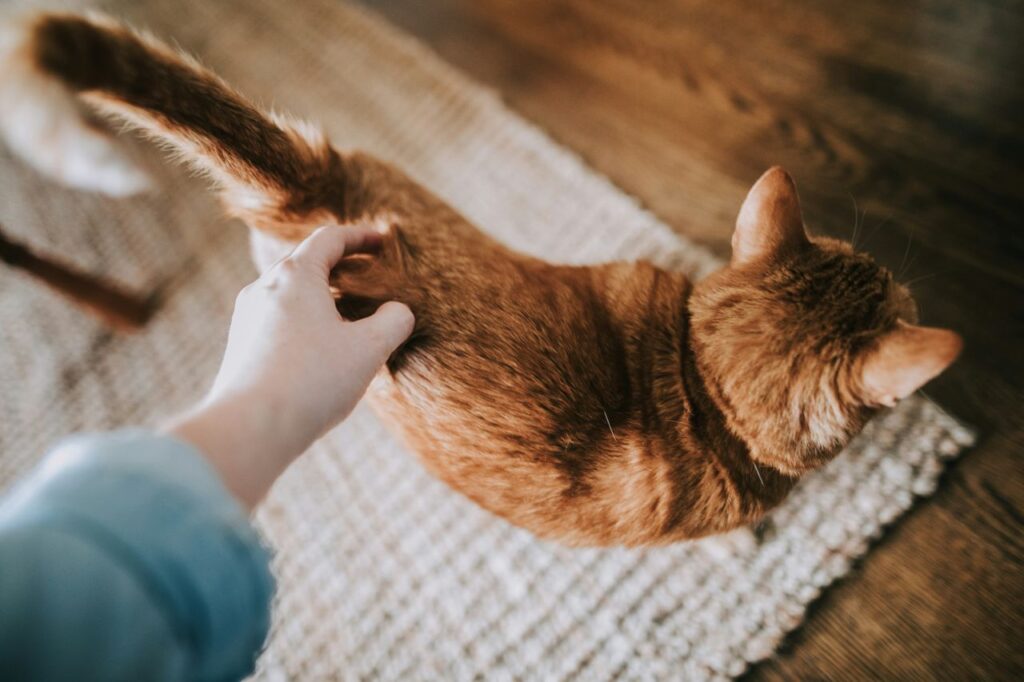 un gatto che si fa accarezzare