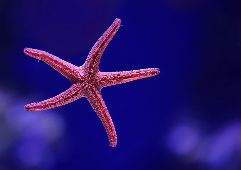 una stella marina
