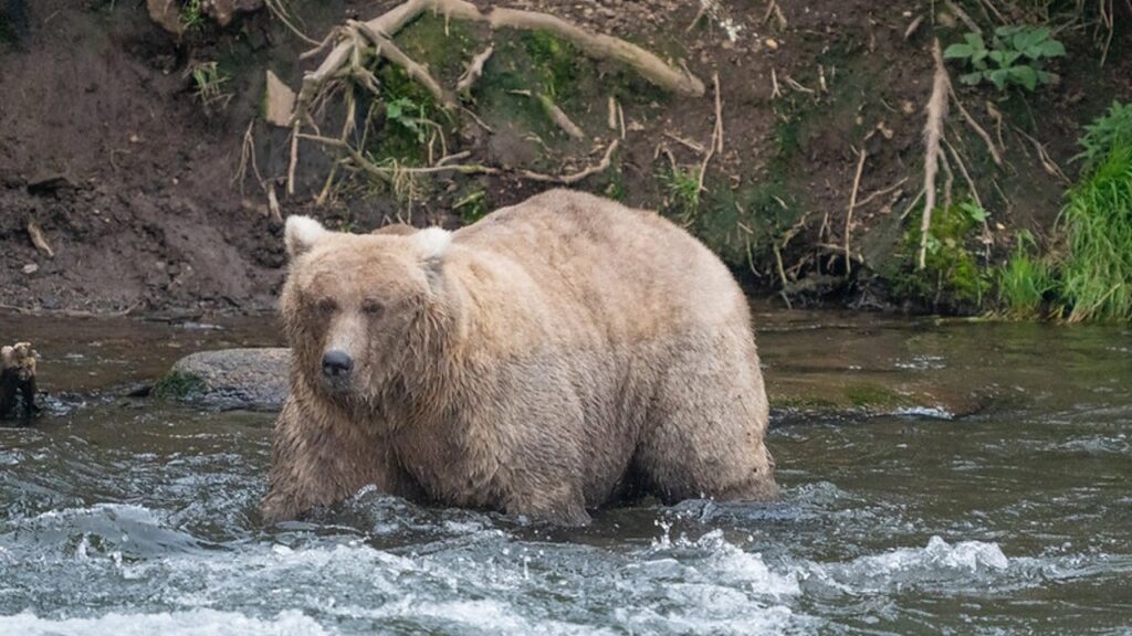 In Alaska premiano l’orso più cicciotto: è la Fat Bear Week 128 Grazer, l'orsa bruna vincitrice dell'edizione 2024 della Fat Bear Week