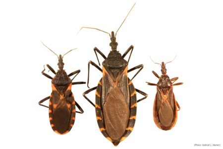 Ti mordono mentre dormi: la malattia di Chagas, il nuovo incubo americano Le cimici che baciano
