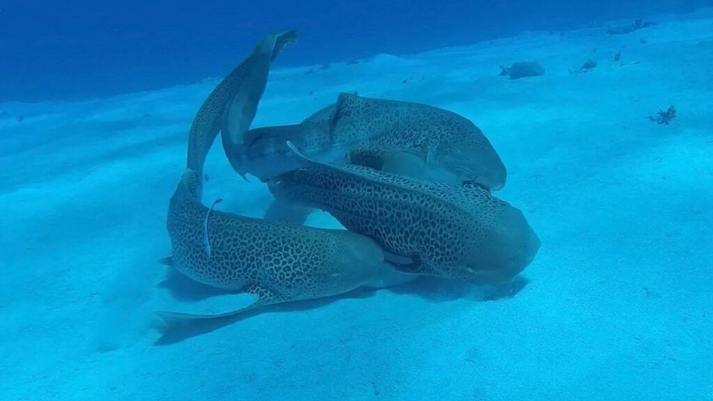 I 3 squali leopardo ripresi da Lassauce