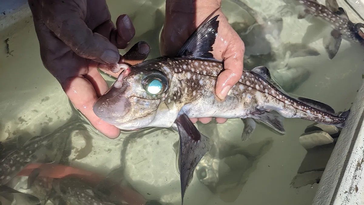 Un esemplare di pesce fantasma