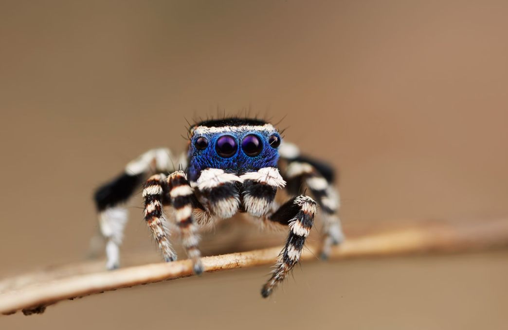 Un ragno pavone blu