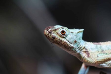 Un'Iguana Casque-Head