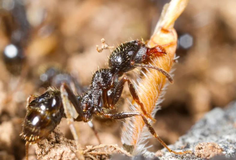 Una formica Messor