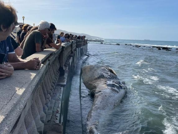 Un'immagine della carcassa della balenottera