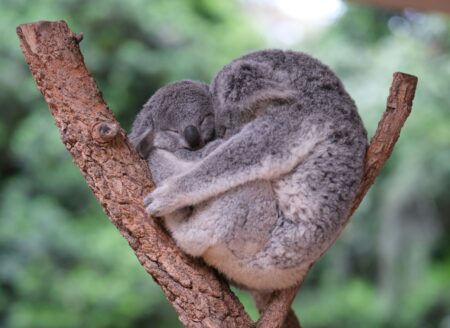 due koala che si abbracciano
