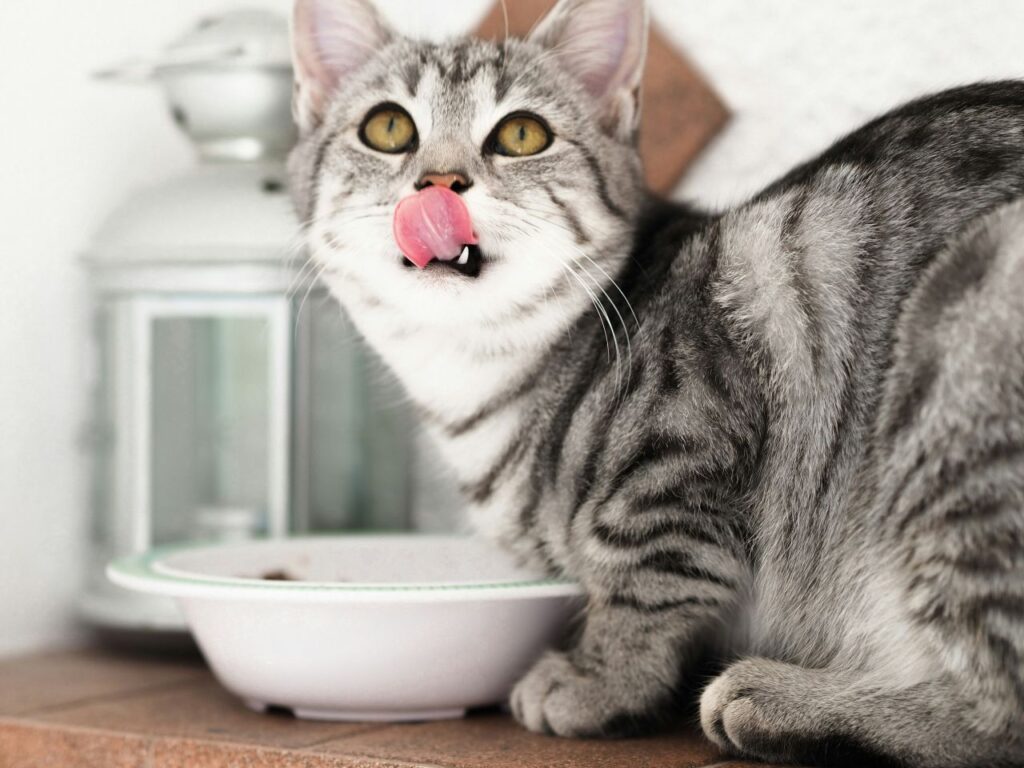 gatto con ciotola