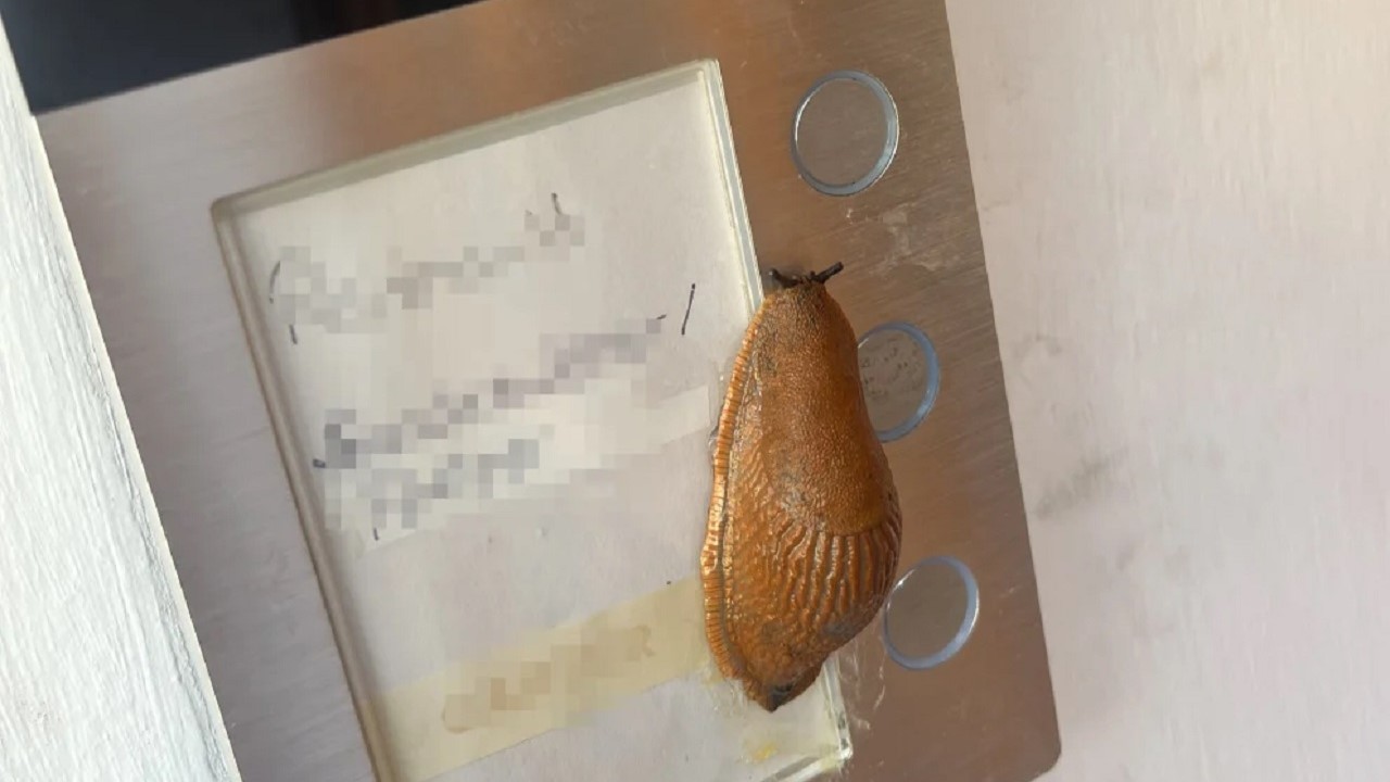 La lumaca che ha tenuto svegli gli abitanti di un condominio di Schwabach