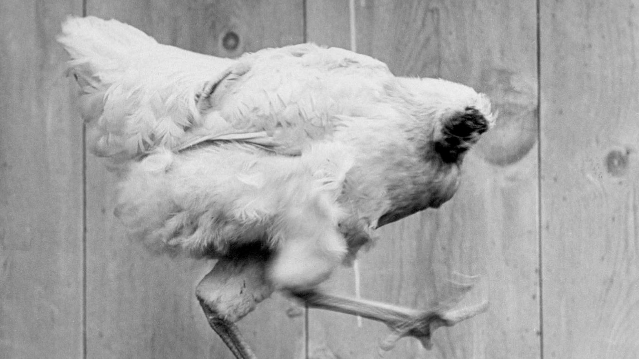 Il pollo senza testa soprannominato Miracle Mike