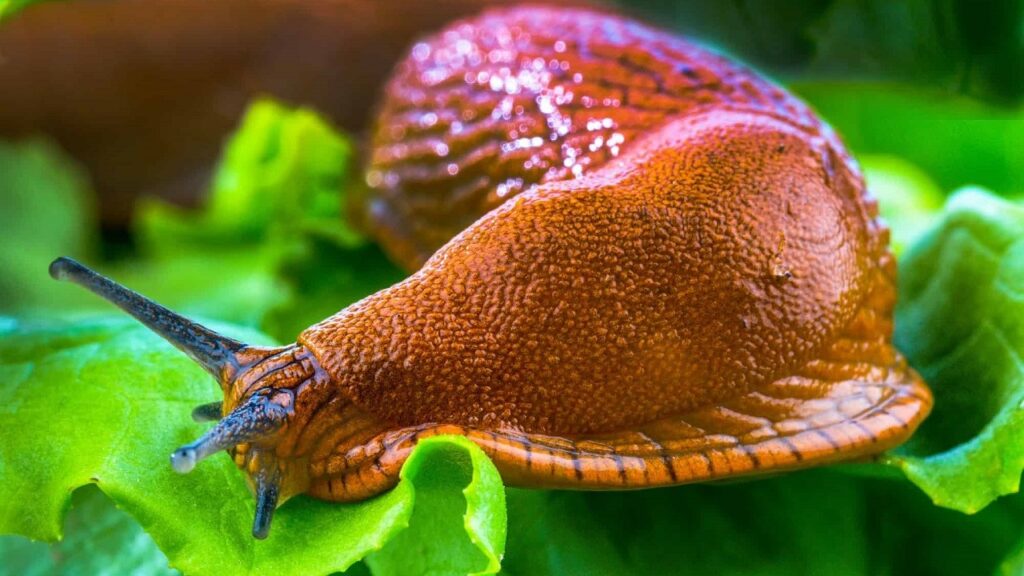 Notte di paura in Germania: il condominio perseguitato da una lumaca Un esemplare di Nacktschnecke, o "lumaca nuda" in tedesco