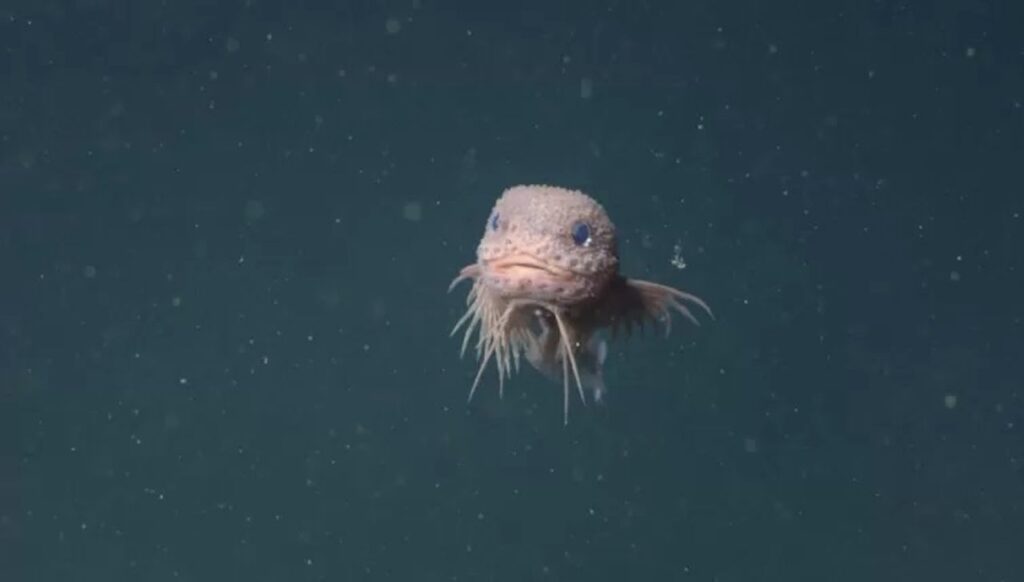 pesce lumaca rosa