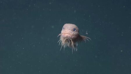 pesce lumaca rosa