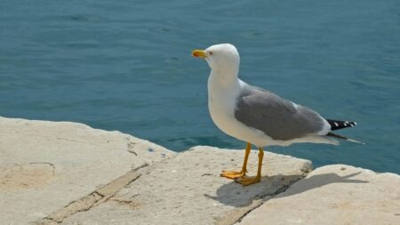 un gabbiano vicino al mare