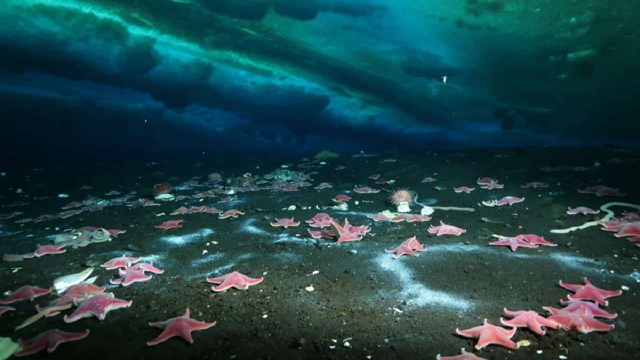 Il fondale marino nei pressi del canale McMurdo, in Antartide