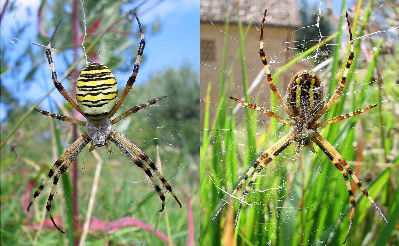 Un ragno vespa sulla sua ragnatela, visto dall'alto e dal basso