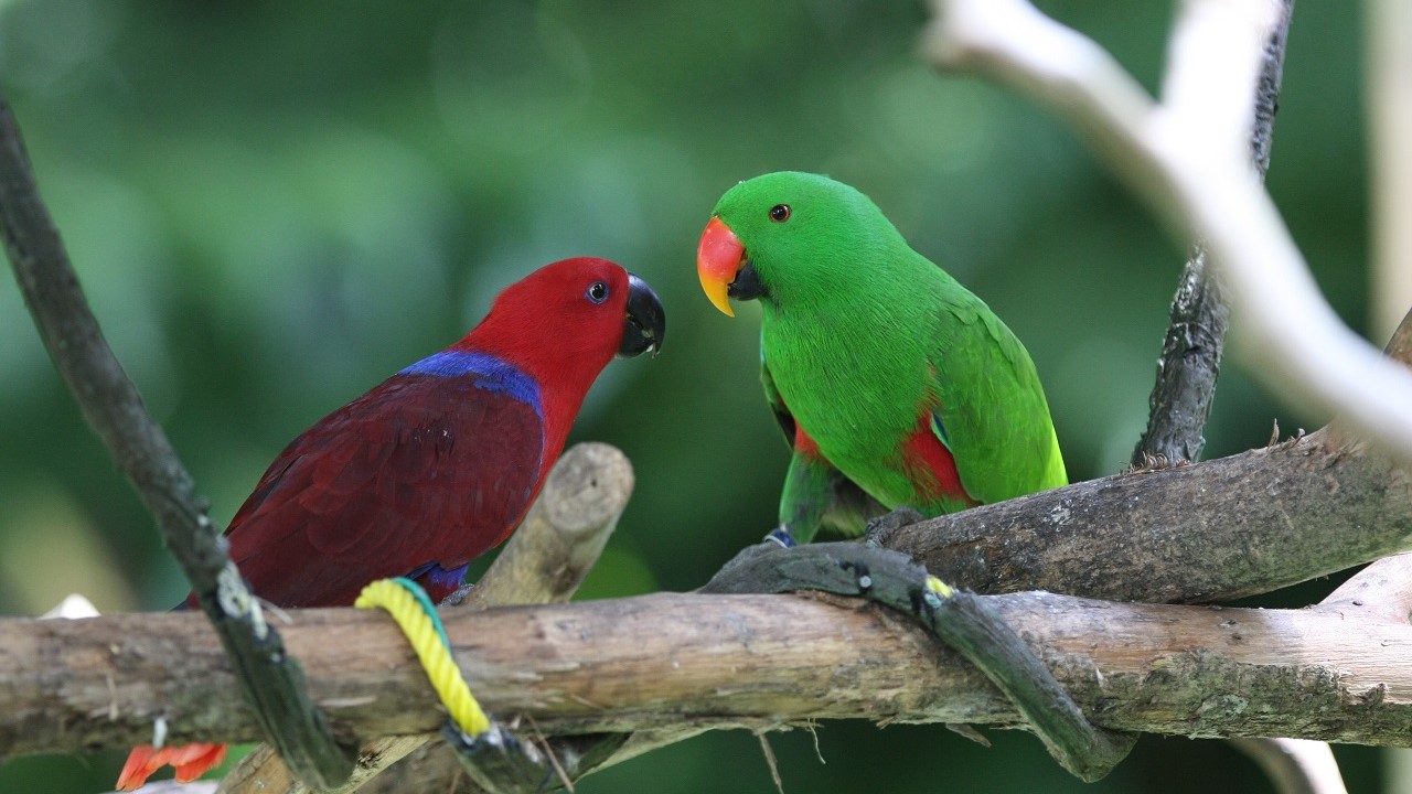 Dimorfismo sessuale in due pappagalli della specie Electus polychloros