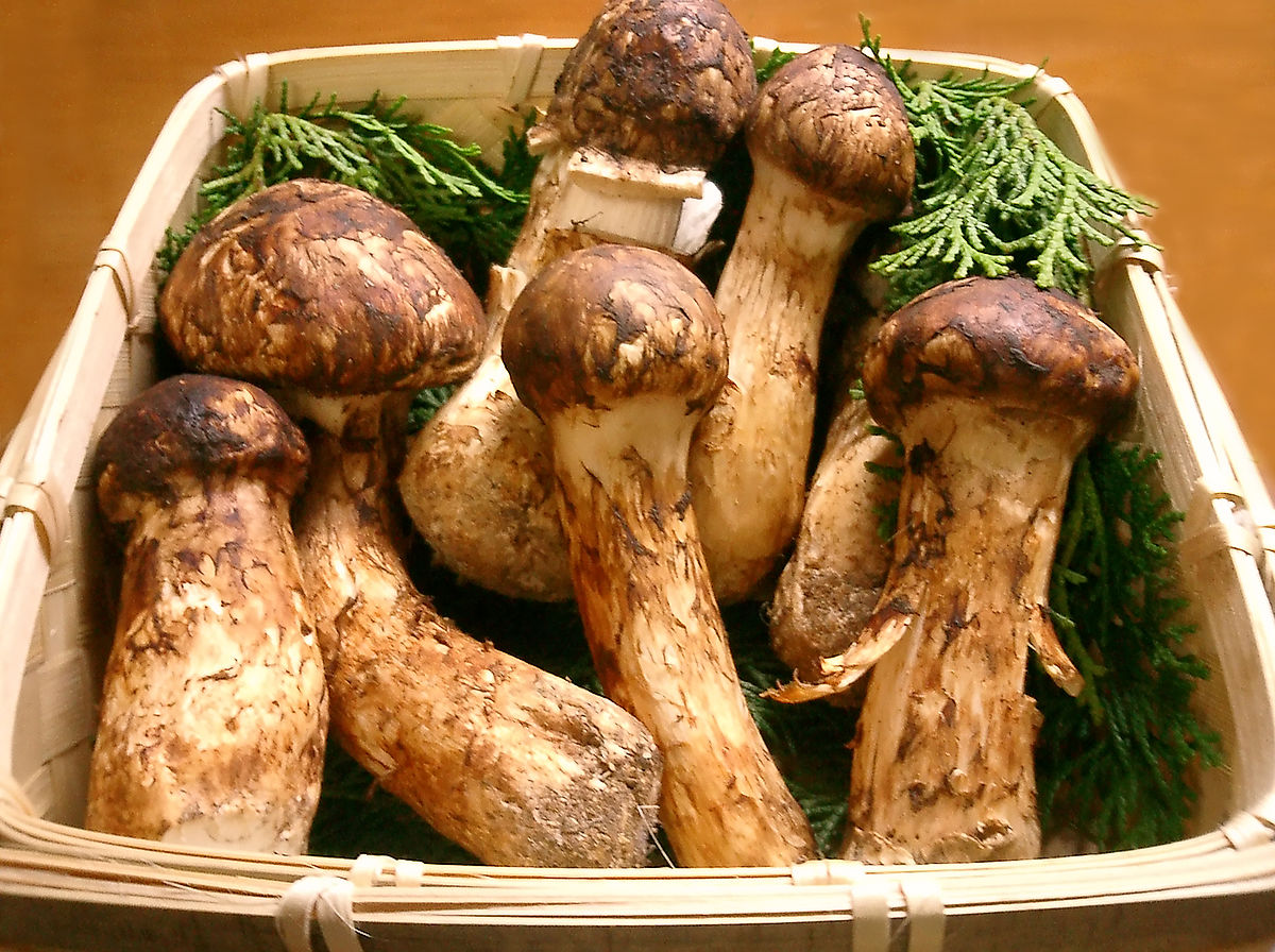 Funghi Matsutake in un cesto