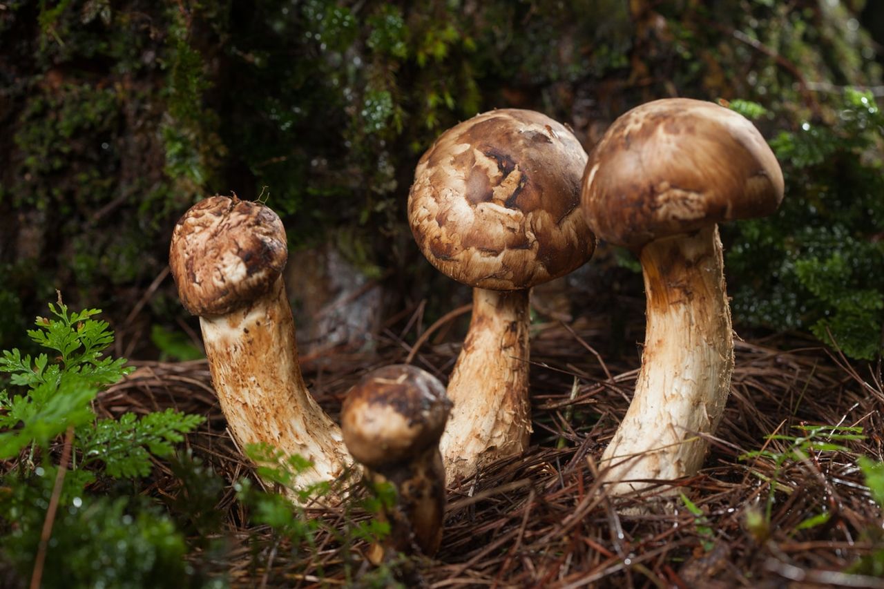 Otto funghi venduti per 4.850 euro: il primo raccolto di matsutake in Giappone vale quanto un’auto usata