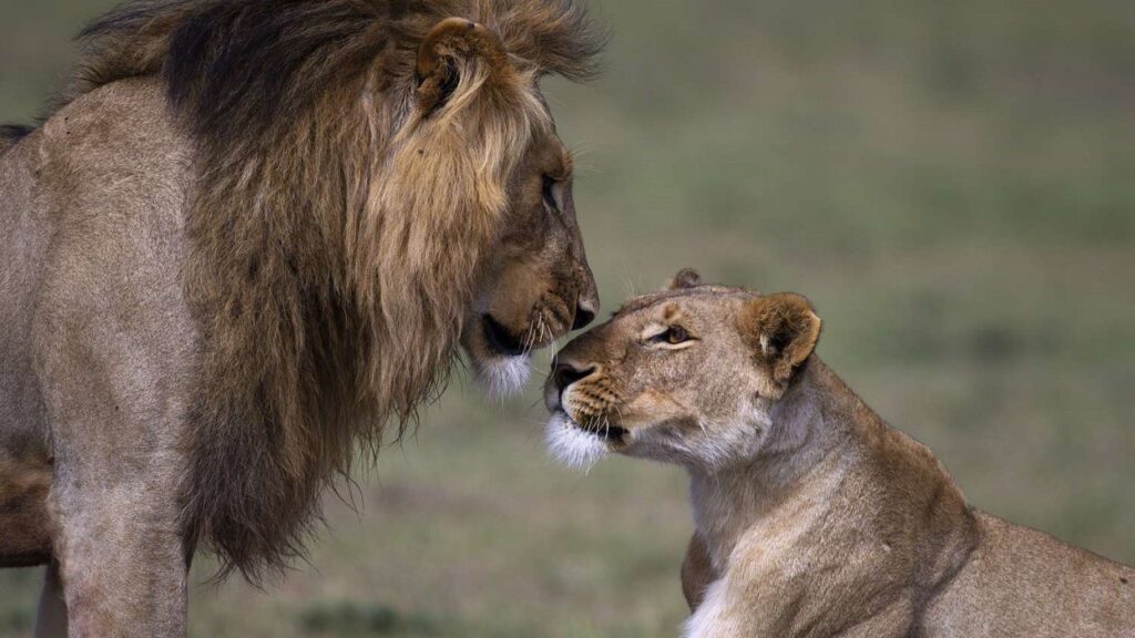 Un leone e una leonessa