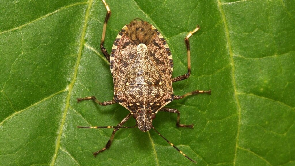 Un esemplare di Halyomorpha halys, detta comunemente cimice asiatica